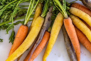 Colorful carrots with green tops on a white background