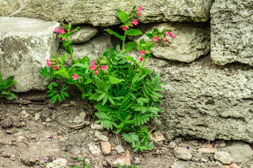 Blooming Pulmonaria (lungwort) bushes. Young flowers with decorative stones. Gardening background