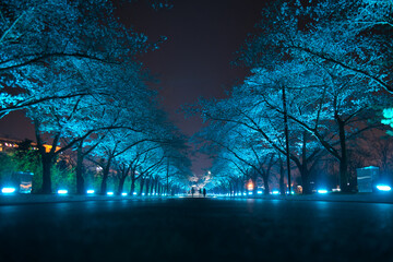 Alley of trees at night in a park in Gyeongju, South Korea, with blue-colored illumination and...