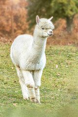 Portrait of a white alpaca in autumn on a pasture outdoors, Vicugna pacos