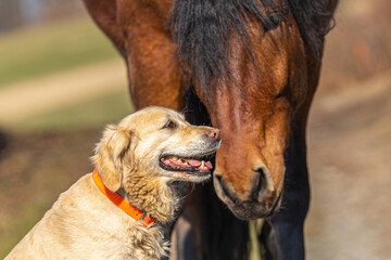 Animal friends: A golden retriever dog and a south german draft horse sniffing at each other in spring outdoors. Horses and dogs concept