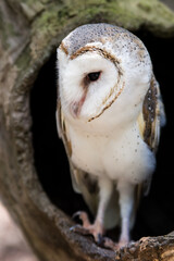 barn owl portrait