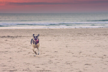 Lab mix dog running towards the camera on the beach at Woolacombe, in Devon UK, with his owner in the background.