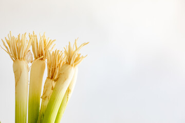 Green onions on white background off center with negative space