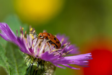 Detail of a beetle eating the stamens of a purple flower in the field