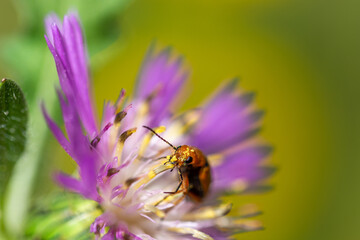 Detail of a beetle eating the stamens of a purple flower in the field