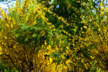 Conifer tree. Needles. Needles in the garden. Beautiful garden. The park