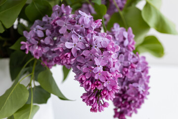 a bouquet of lilac in a white vase