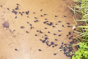 Tadpole in lake water. Group of many tadpoles in nature