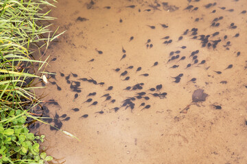 Tadpole in lake water. Group of many tadpoles in river in nature