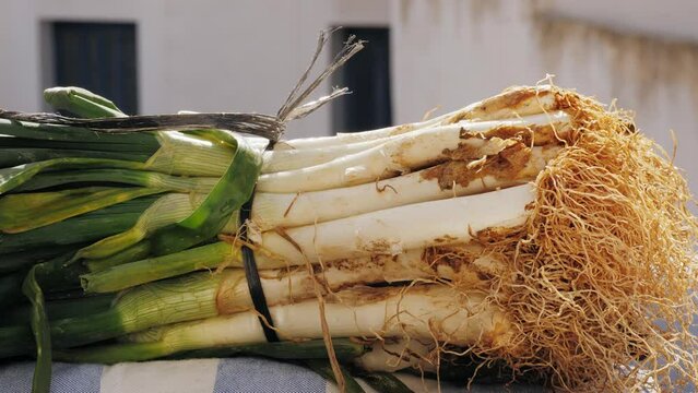 Traditional Spanish catalan onion calcots, spring green barbecue.