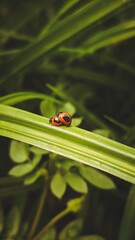 ladybug on green leaf