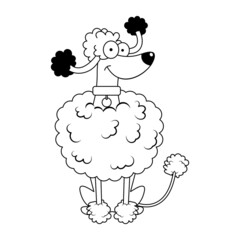 Isolated cute french poodle dog breed cartoon Vector illustration