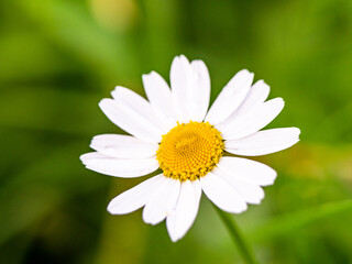 Fototapeta premium Beautiful chamomile flower close-up on a meadow