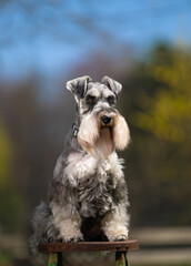 Portrait of a schnauzer outdoors with trees and blue sky. The dog has a long beard and mustache, salt and pepper in color. Selective focus on eyes.