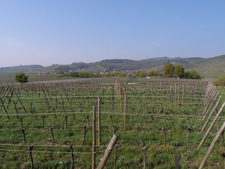 An Dräten angebundene alte Weinstöcke in einem Weinberg unterhalb der Hohkönigsburg (Haut...