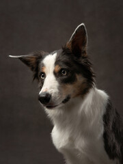 portrait of a smooth-haired border collie on a brown background canvas. Adorable pet in the studio
