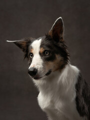 portrait of a smooth-haired border collie on a brown background canvas. Adorable pet in the studio