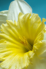 flower macro. Yellow daffodil close-up. Floral background and full frame. Vertical.