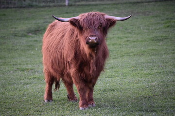 scottish highland cow