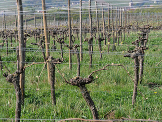 Fototapeta na wymiar An Dräten angebundene alte Weinstöcke in einem Weinberg unterhalb der Hohkönigsburg (Haut Koenigsbourgh) bei Orschwiller im Elsass