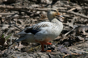 Female mallard with very unusual coloration