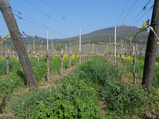 Weinstöcke in einem Weinberg unterhalb der Hohkönigsburg (Haut Koenigsbourgh) bei Orschwiller im...