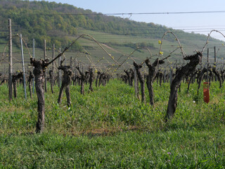 Weinstöcke in einem Weinberg unterhalb der Hohkönigsburg (Haut Koenigsbourgh) bei Orschwiller im...