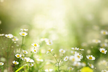Chamomile or daisy white flower bush in full bloom on a background of green leaves and grass on the...