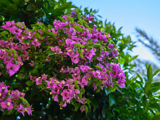 Fototapeta premium beautiful purple flowers in the garden