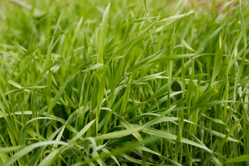 Fototapeta na wymiar Green lawn with fresh grass outdoors, closeup