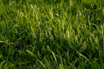 Green lawn with fresh grass outdoors, closeup
