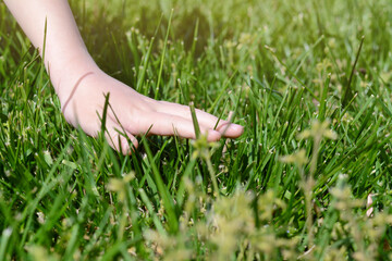 Fototapeta na wymiar Woman touching fresh grass on green lawn, closeup