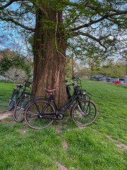 Fototapeta na wymiar Many bicycles near tree in green park