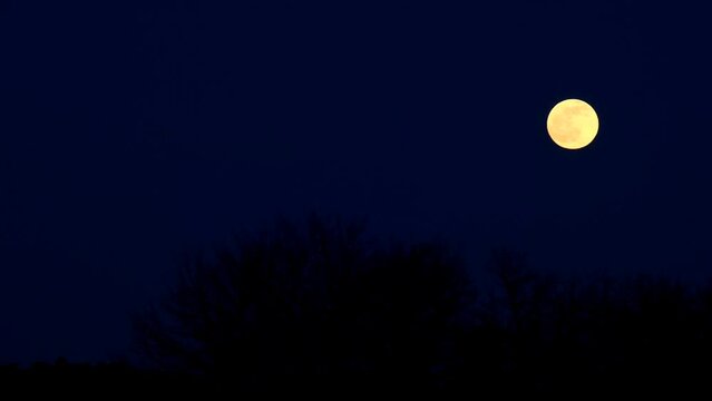 halloween moon background. Moonlight night.moon background. Round yellow moon over black bushes against a dark blue sky. High quality 4k footage