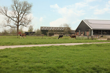 Obraz premium Herd of cows grazing on pasture. Farm animal