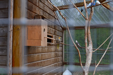 Different beautiful exotic birds in outdoor aviary