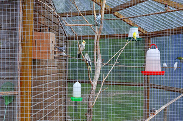 Different beautiful exotic birds in outdoor aviary