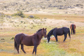 Fototapeta premium Horse on meadow