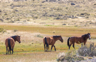 Horse on meadow