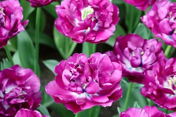 Obraz na płótnie Canvas Double magenta pink tulips called 'Saigon Double', close up
