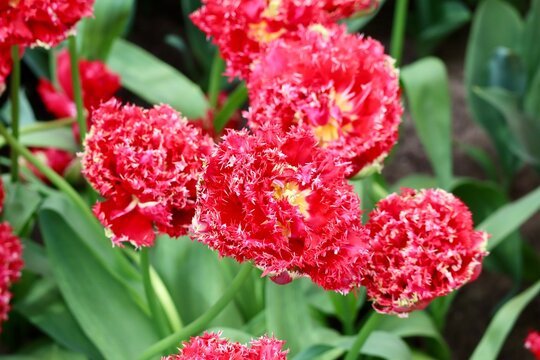Red fringe tulip called 'Quatar', close up