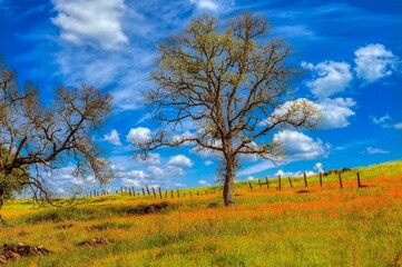 California Poppy Field with trees and fence_02