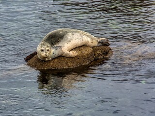 Seal on rock in hardor