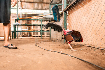 Fighting cock fighting arena in a rural area of Leon Nicaragua. Traditional betting sport where...