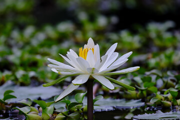 Lotus flower (Nelumbo nucifera), beautiful specimen of lotuses in the lagoon "Oconal de Villa Rica"