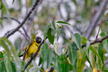 Hooded Siskin (Spinus magellanicus), beautiful specimen perched on the branches of a tree.