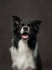 portrait black and white border collie on a brown background canvas. Adorable pet in the studio