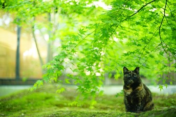 A tortoiseshell cat sitting in Japanese garden at fresh green season