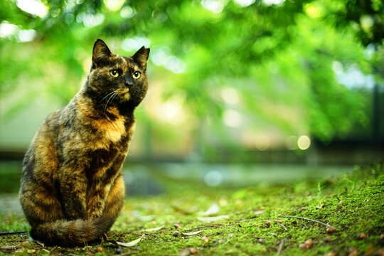 A tortoiseshell cat sitting in Japanese garden at fresh green season